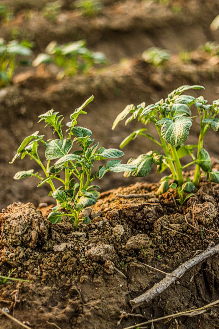 Close-up of young plant sprouts emerging from fertile soil in an agricultural setting.