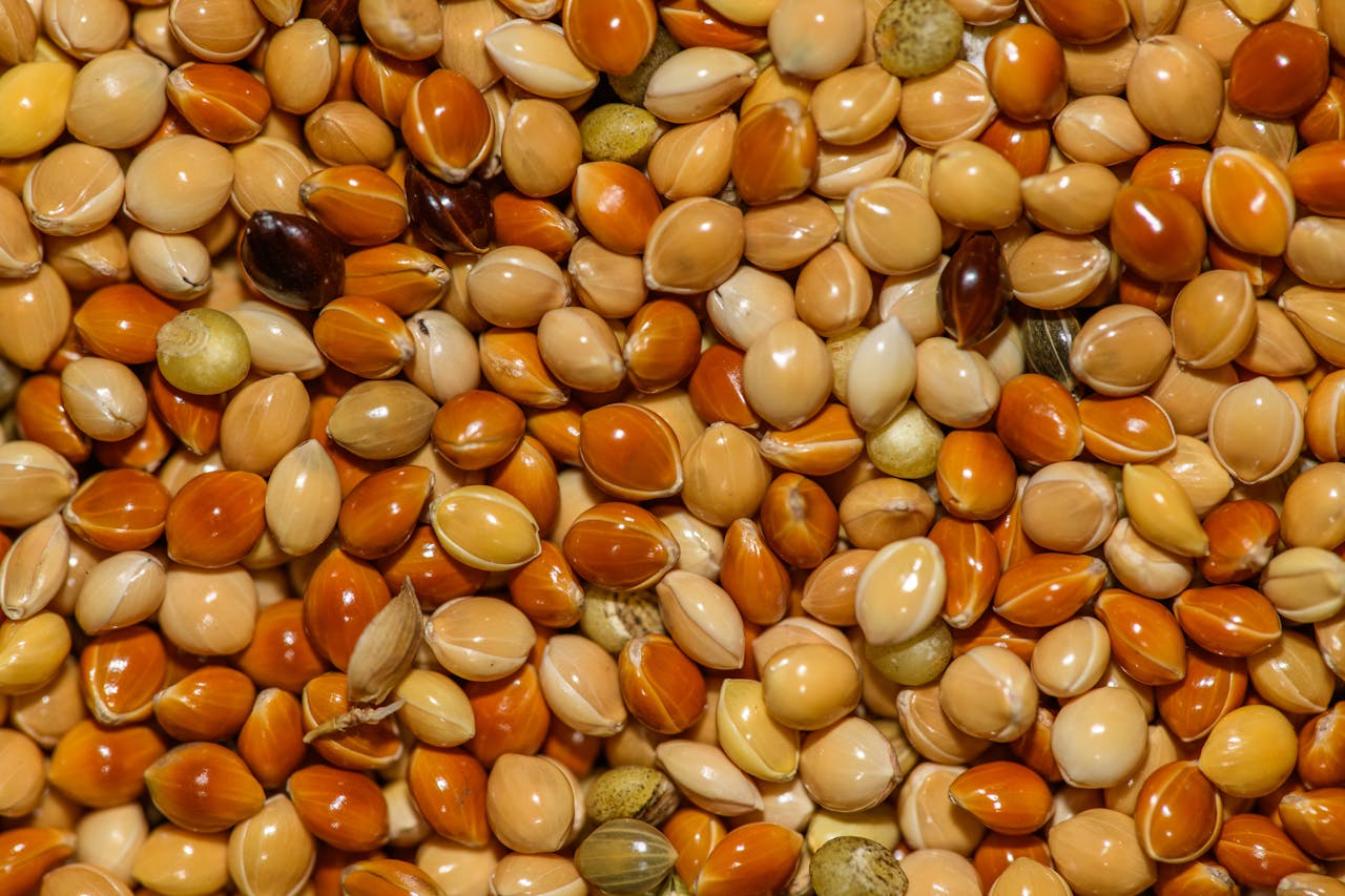 A close-up view of colorful bird seeds, showcasing a variety of hues and textures, perfect for bird lovers.