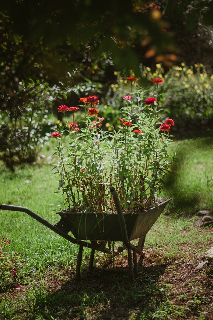 A vibrant display of red zinnia flowers in a wheelbarrow on a sunny day in the garden.
