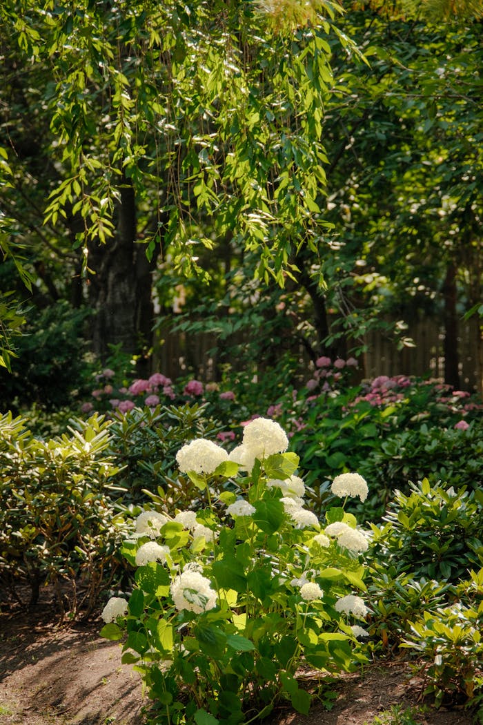 A tranquil garden in Mississauga, Ontario featuring blooming hydrangeas and lush greenery under warm sunlight.