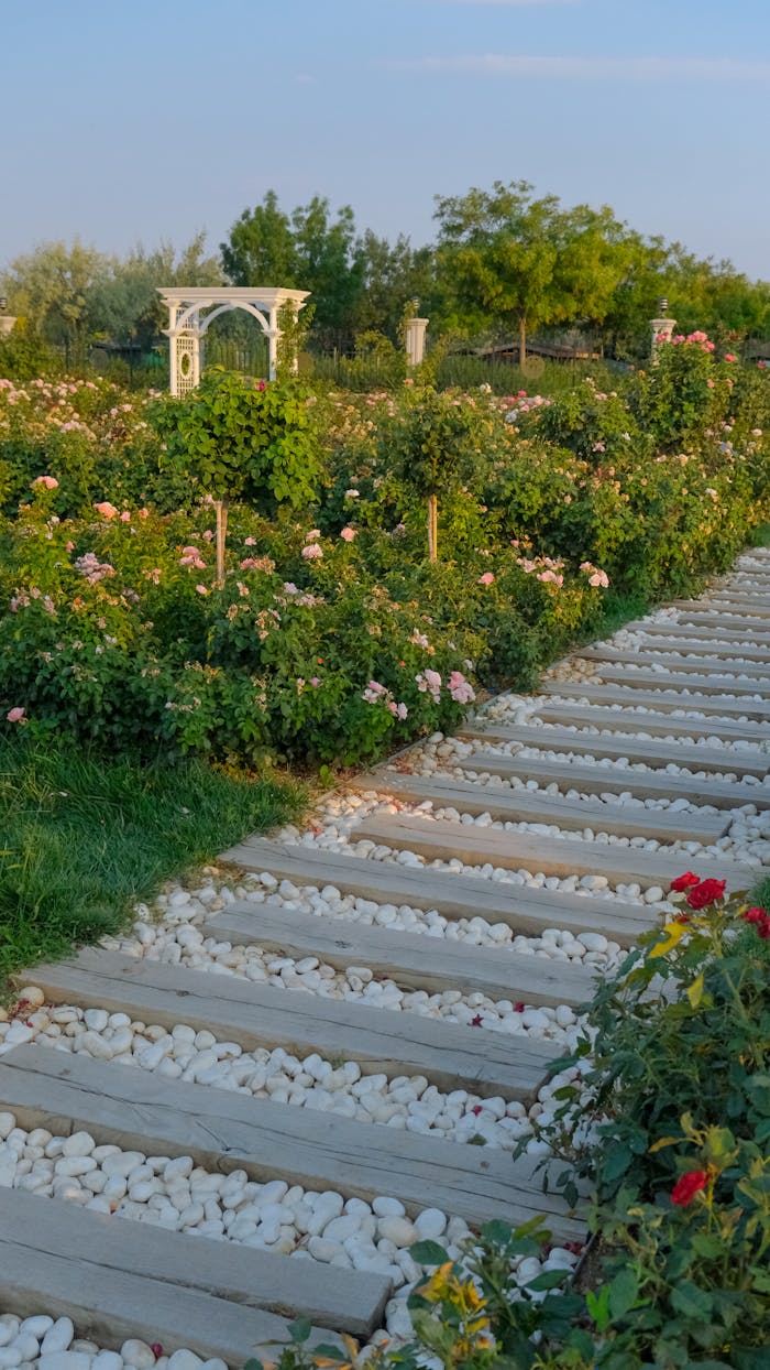 Discover a serene rose garden with a charming pathway in Konya, Türkiye, surrounded by blooming flowers.