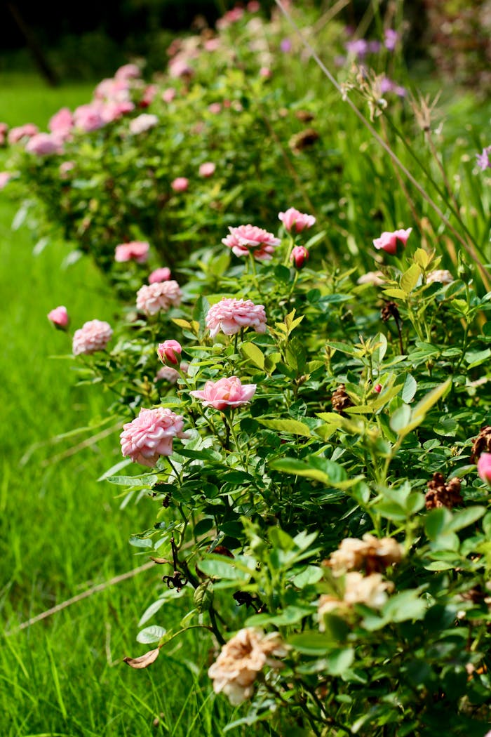 A lush row of pink roses blooming vibrantly in a green garden during summer.