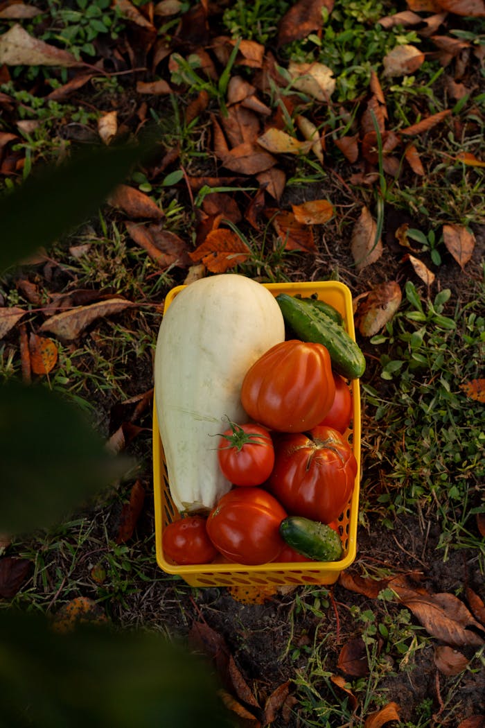 A basket filled with fresh zucchini, tomatoes, and cucumbers against a leafy background.